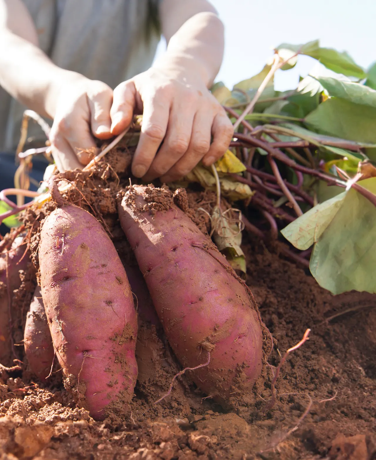農家が育てたサツマイモ苗 | 徳島の芋やけん
