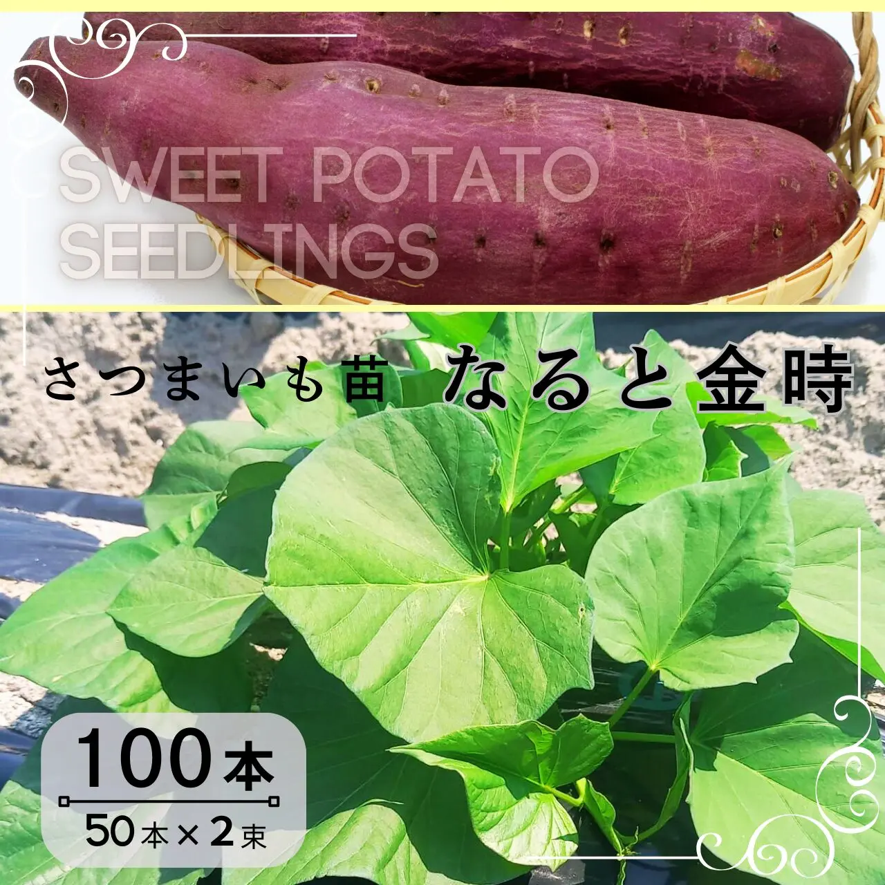 なると金時苗　100本（50本×2束）