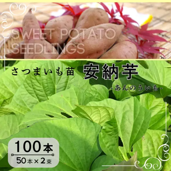 安納芋苗100本セール - メルカリ