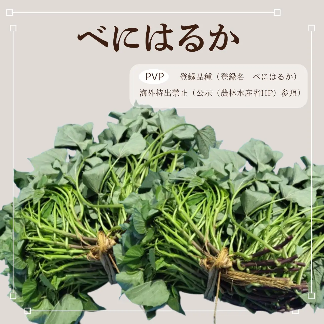 SBS　シルク苗はるか苗各100本安納芋苗70本 べにはるか苗 10本束 | 徳島の芋やけん