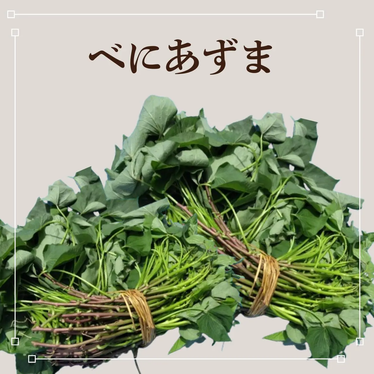 べにあずま芋苗200本 べにあずま苗 100本（50本×2束） | 徳島の芋やけん