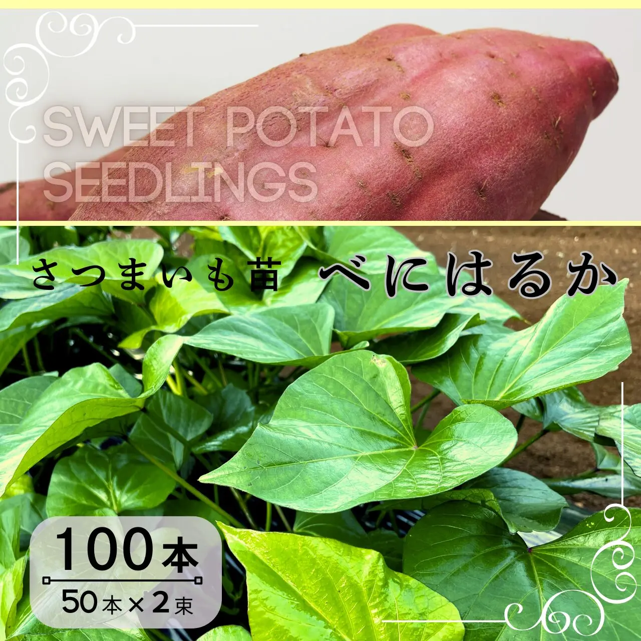 べにはるか苗　100本（50本×2束）