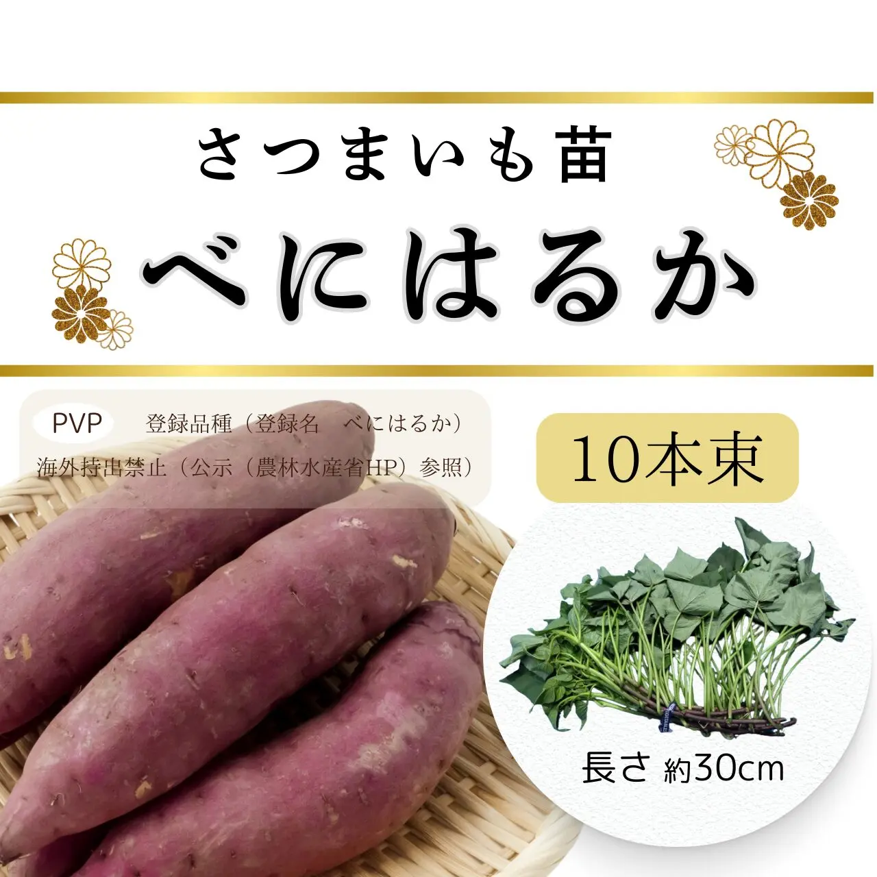 農家が育てたサツマイモ苗 | 徳島の芋やけん