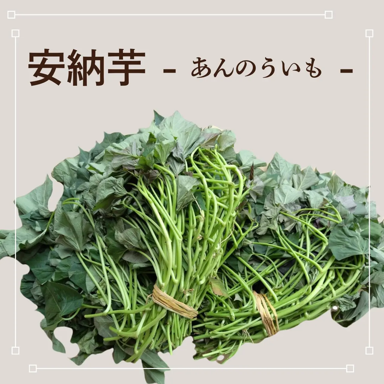 安納芋苗100本セール 安納芋苗 100本（50本×2束） | 徳島の芋やけん