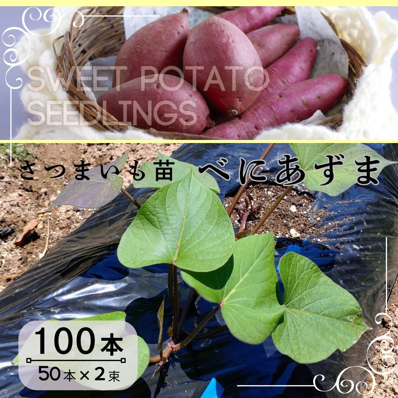 べにあずま苗　100本（50本×2束）