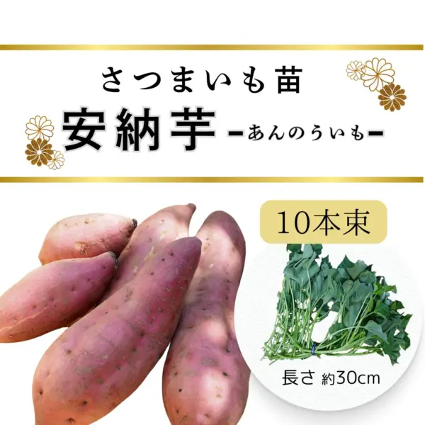 安納芋苗　10本束