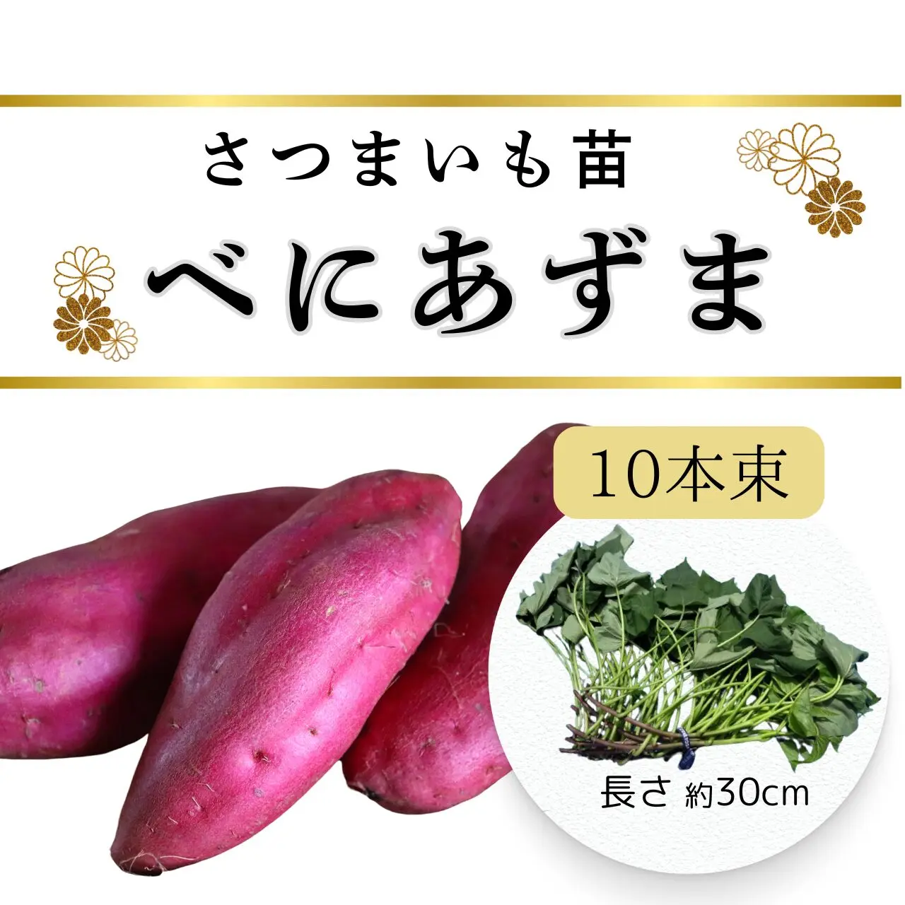 べにあずま苗　10本束