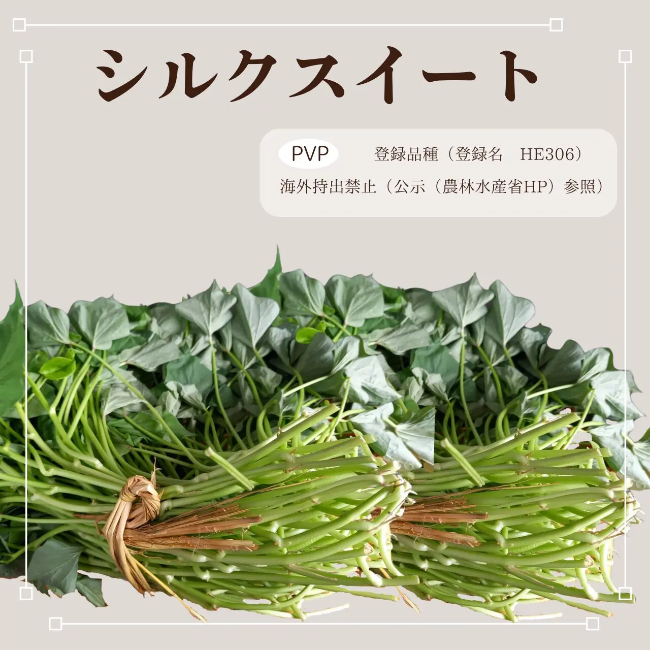 シルクスイート苗 100本（50本×2束） | 徳島の芋やけん