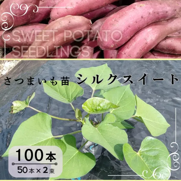 【30％OFF】 シルクスイート苗 100本（50本×2束） 徳島の芋やけん | 種・苗