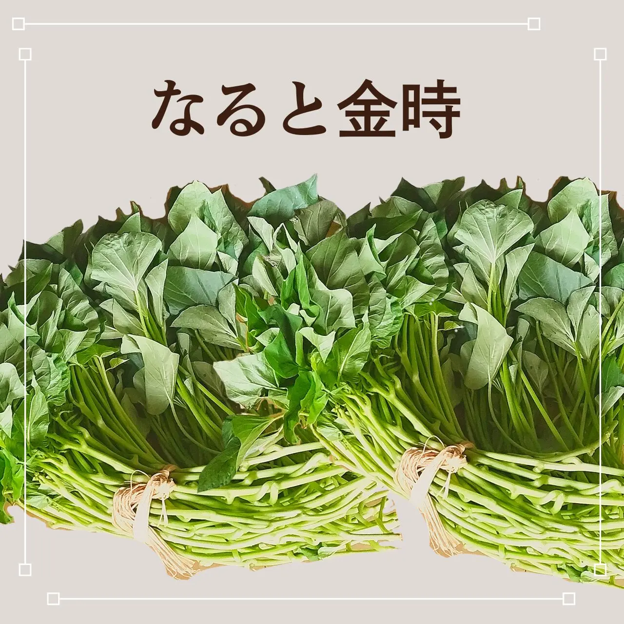 ナルト金時芋苗100本 サツマイモの苗 鳴門金時 100本 予約販売 : 菜園くらぶ Yahoo!店