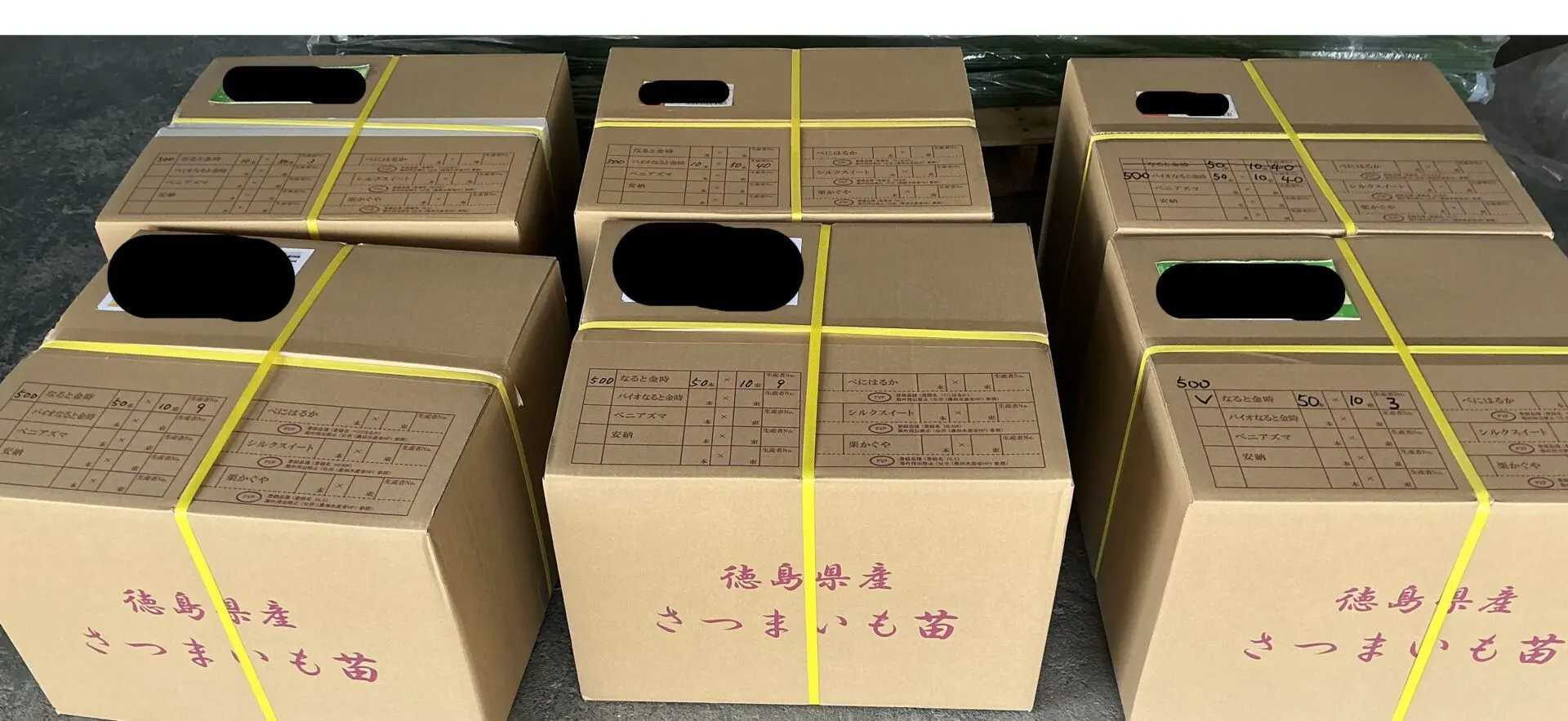 芋づる出荷始まりました