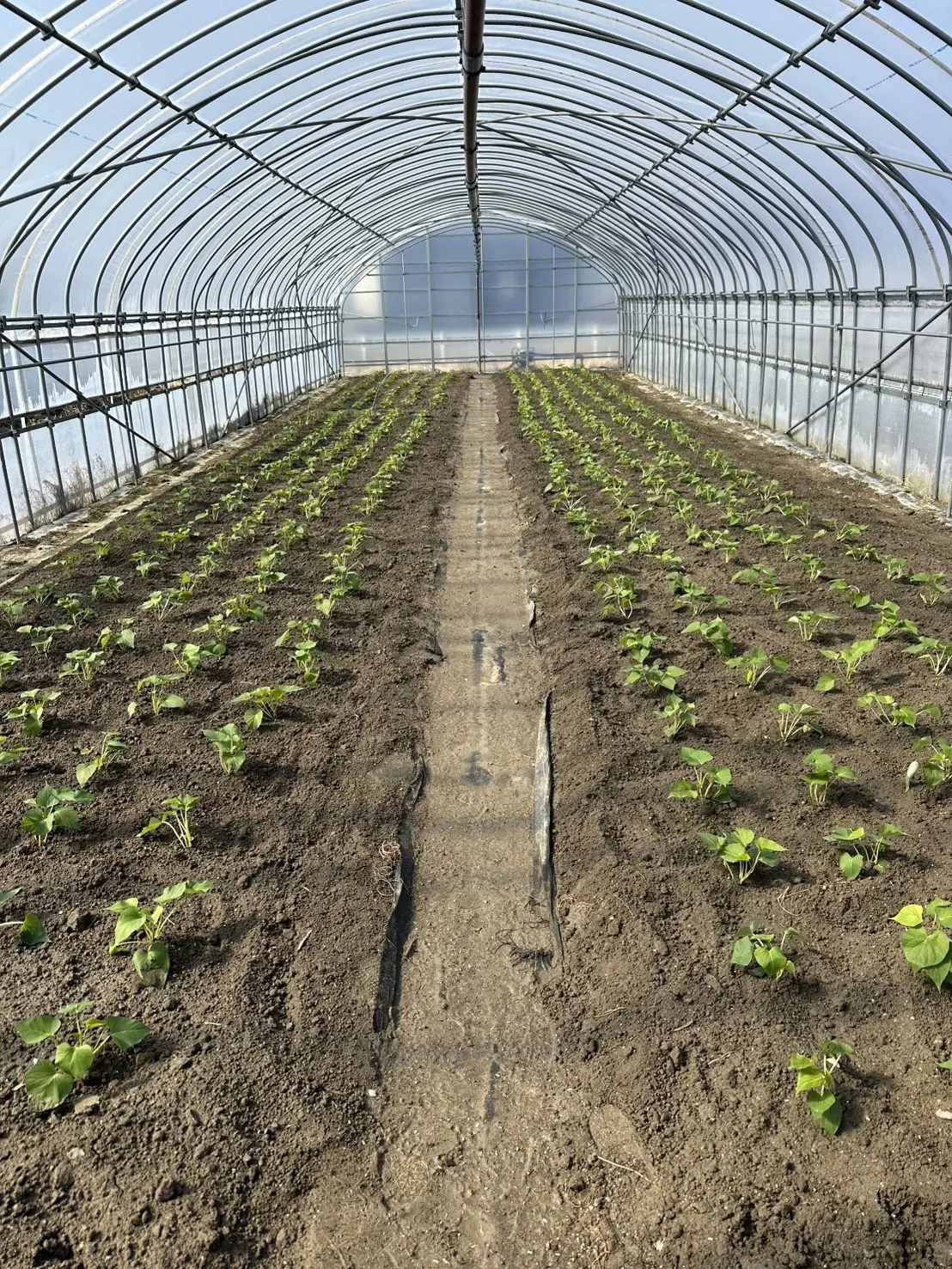 BLOG & INFO | 徳島の芋やけん